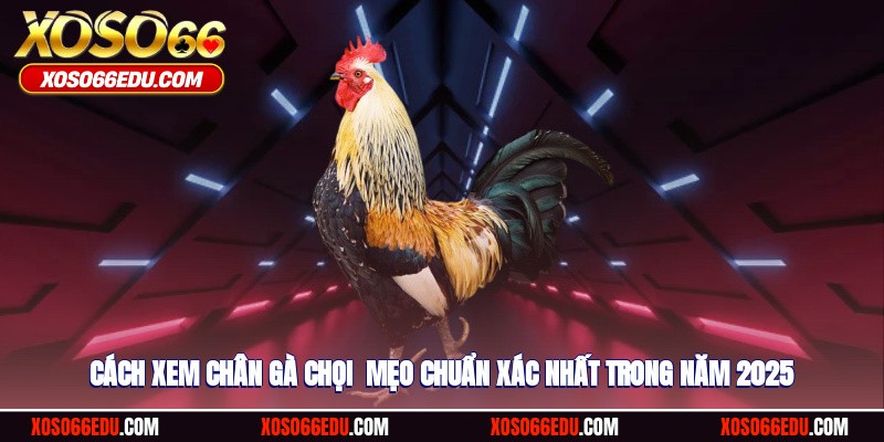 Cách Xem Chân Gà Chọi - Mẹo Chuẩn Xác Nhất Trong Năm 2025